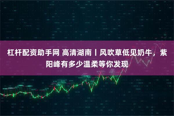 杠杆配资助手网 高清湖南丨风吹草低见奶牛，紫阳峰有多少温柔等你发现